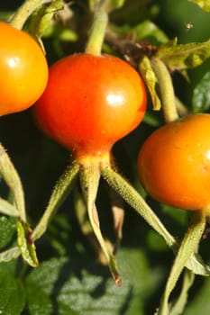Fresh red rose hips and leaves
