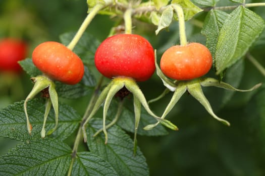 Fresh red rose hips and leaves