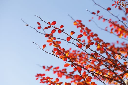 red colored autumn-leaves