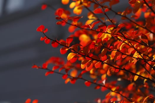 red colored autumn-leaves