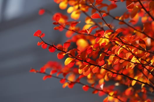 red colored autumn-leaves