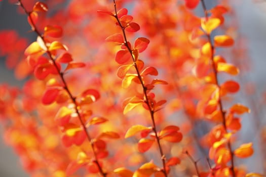 red colored autumn-leaves