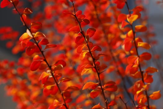 red colored autumn-leaves