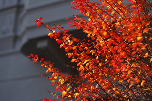red colored autumn-leaves