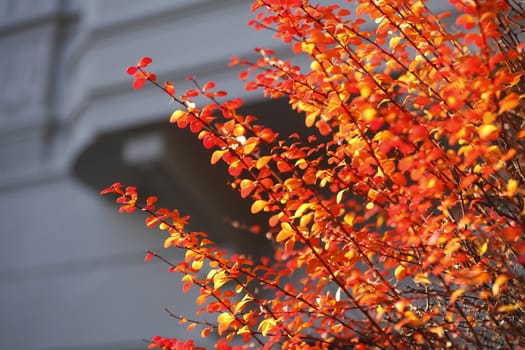 red colored autumn-leaves