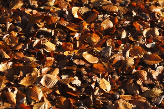 brown Autumn Leaves