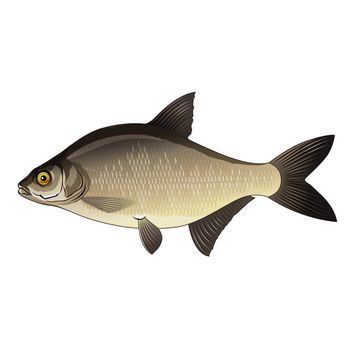 Bream, isolated raster illustration on white background