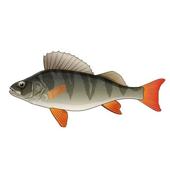 Perch, isolated raster illustration on white background