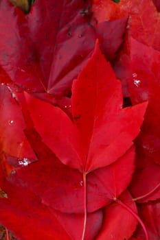 red colored maple leaf