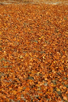 brown Autumn Leaves