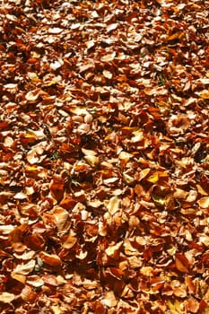 brown Autumn Leaves