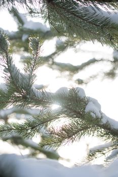 snow-covered branches of the fir trees in Sunny weather