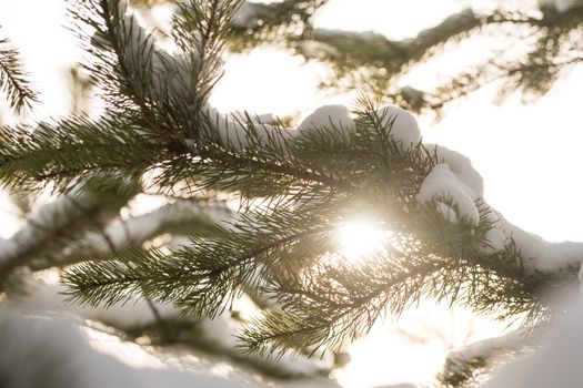 snow-covered branches of the fir trees in Sunny weather