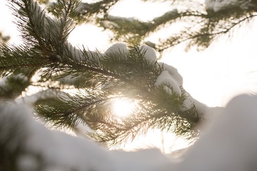 snow-covered branches of the fir trees in Sunny weather