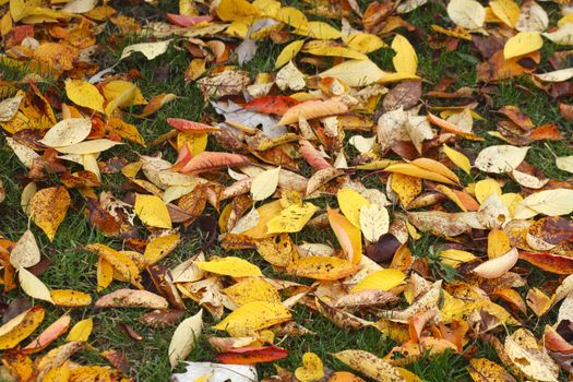 gelb verfärbtes Herbstlaub
