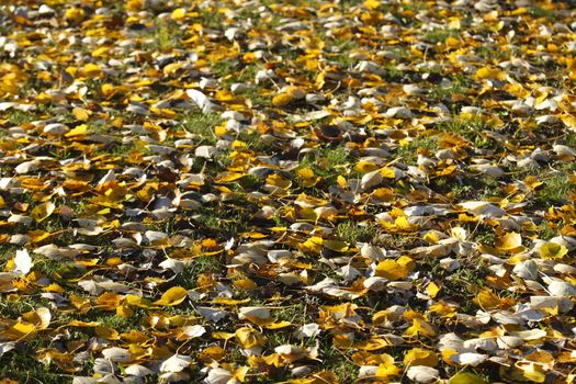 gelb verfärbtes Herbstlaub