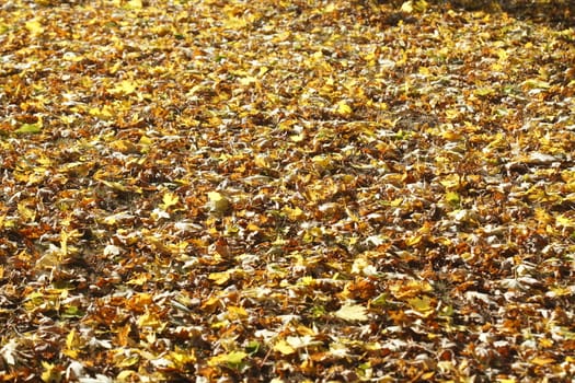 colorful Autumn Leaves