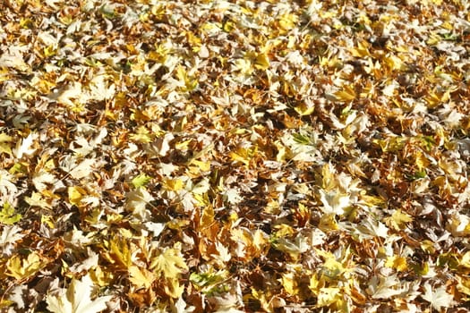 colorful Autumn Leaves