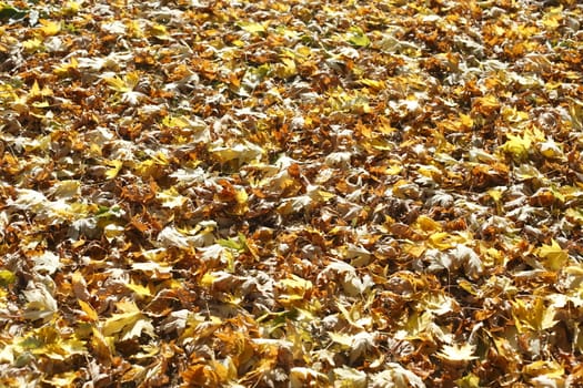 colorful Autumn Leaves
