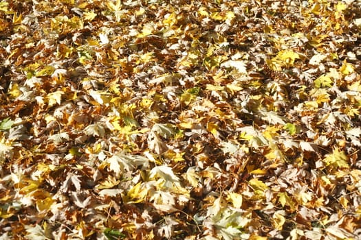 colorful Autumn Leaves