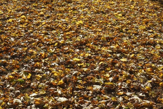 colorful Autumn Leaves