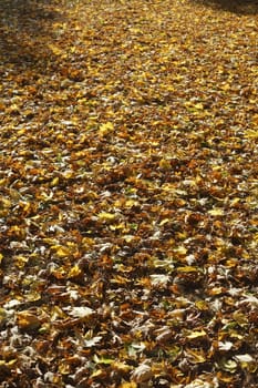 colorful Autumn Leaves