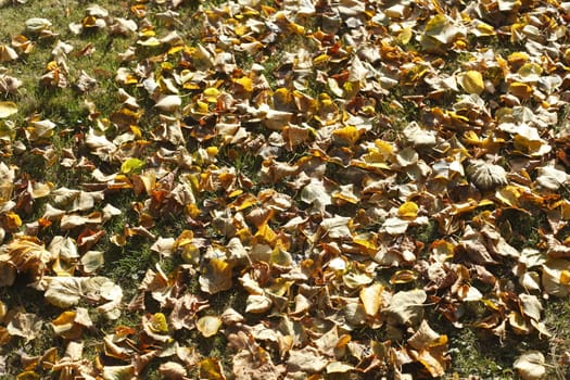 colorful Autumn Leaves
