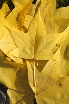 yellow maple Leaf, colorful Autumn Leaves