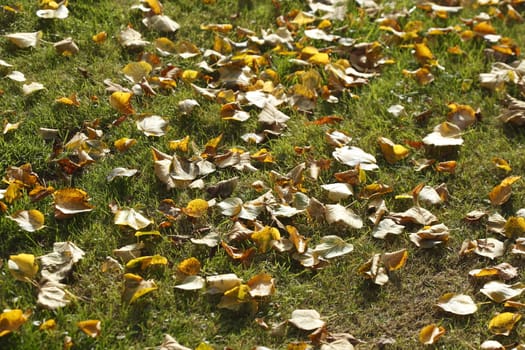 colorful Autumn Leaves