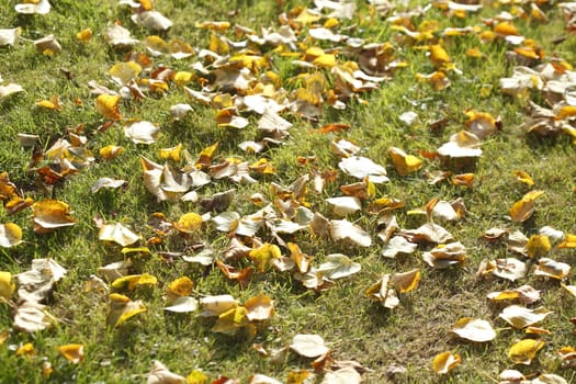 colorful Autumn Leaves