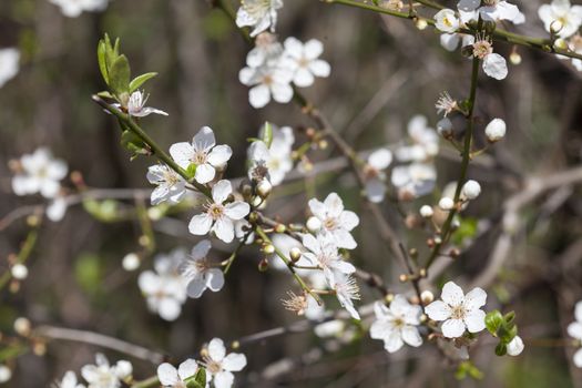 cherry tree blossom