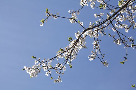 cherry tree blossom