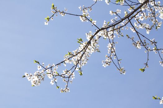 cherry tree blossom