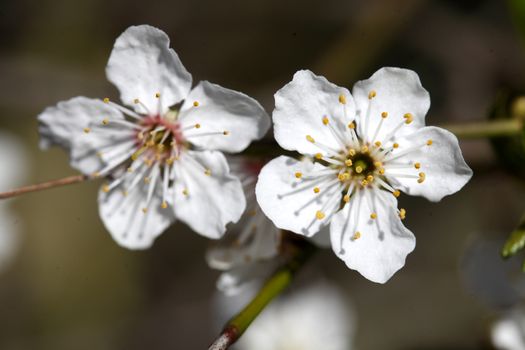 cherry tree blossom