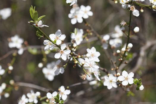 cherry tree blossom