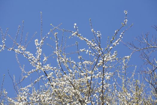 cherry tree blossom