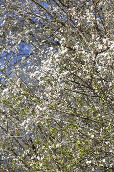 cherry tree blossom