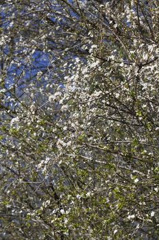 cherry tree blossom