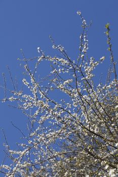 cherry tree blossom