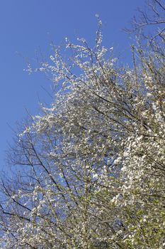 cherry tree blossom