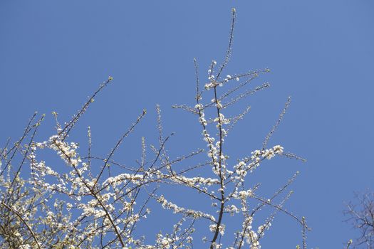cherry tree blossom