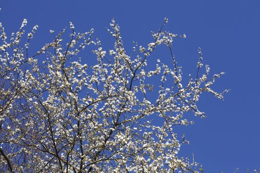 cherry tree blossom