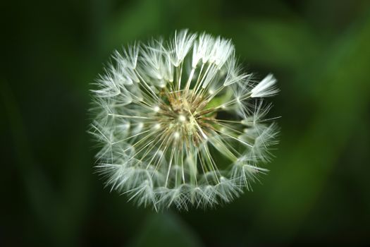 Blowball of  Dandelion (Taraxacum)
