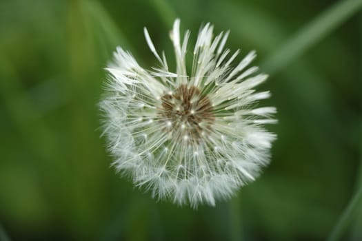 Blowball of  Dandelion (Taraxacum)