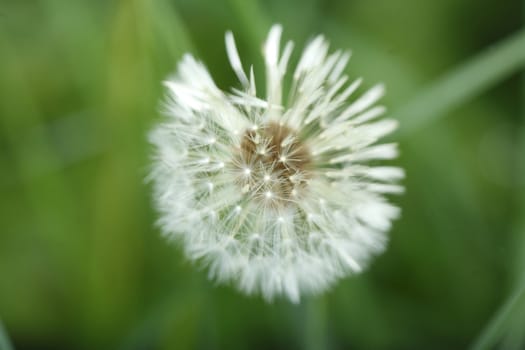 Blowball of  Dandelion (Taraxacum)