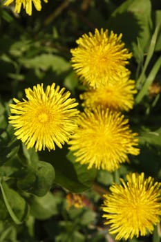 Blossoming Dandelion (Taraxacum)
