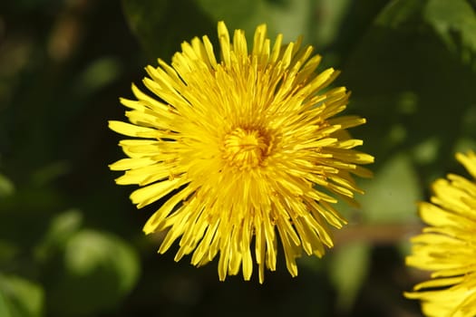 Blossoming Dandelion (Taraxacum)