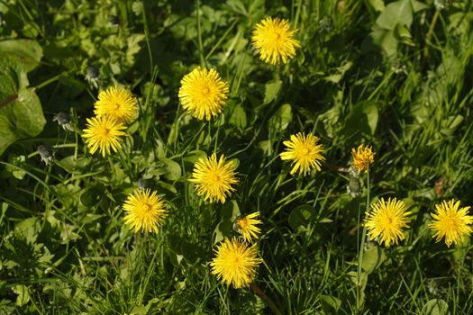 Blossoming Dandelion (Taraxacum)