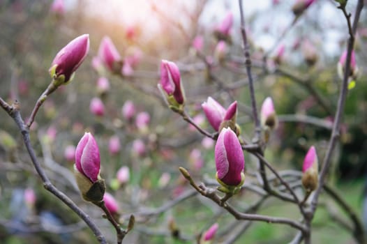 pink flowers of Magnolia in spring Park.