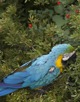 Blue and yellow macaw eating berries